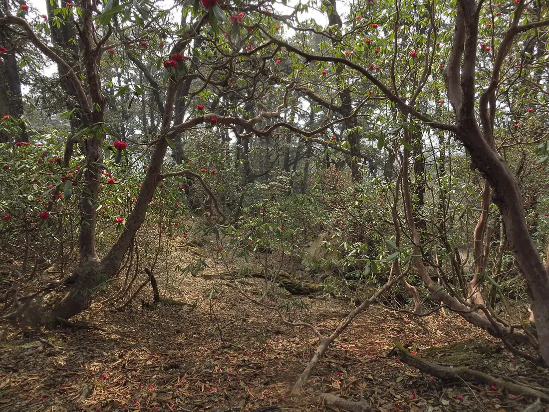 Forests around Selur, near Dharohar Homestay in Selur, Tehri Garhwal